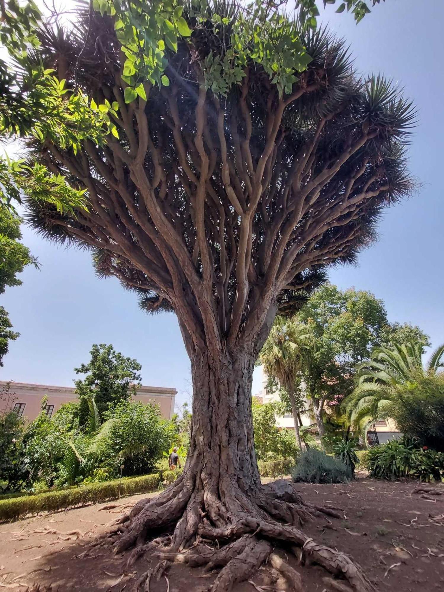 Appartamento Con 1 Camera Da Letto Con Vista Ov223 Costa Adeje  Eksteriør billede